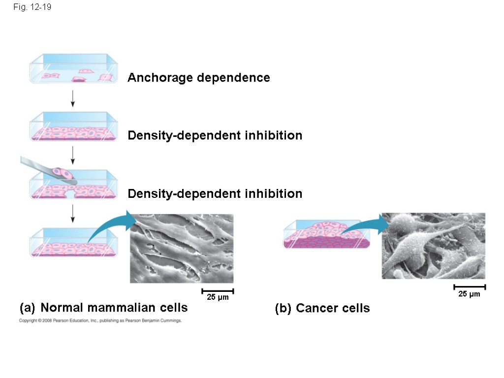 Fig. 12-19 Anchorage dependence Density-dependent inhibition Density-dependent inhibition (a) Normal mammalian cells (b) Cancer